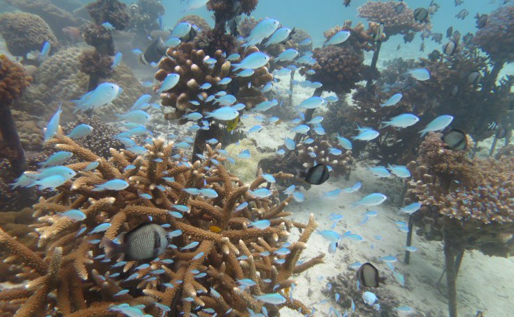 美ら海体験ダイビングツアーで見れる珊瑚のミニ養殖場のデバスズメダイ