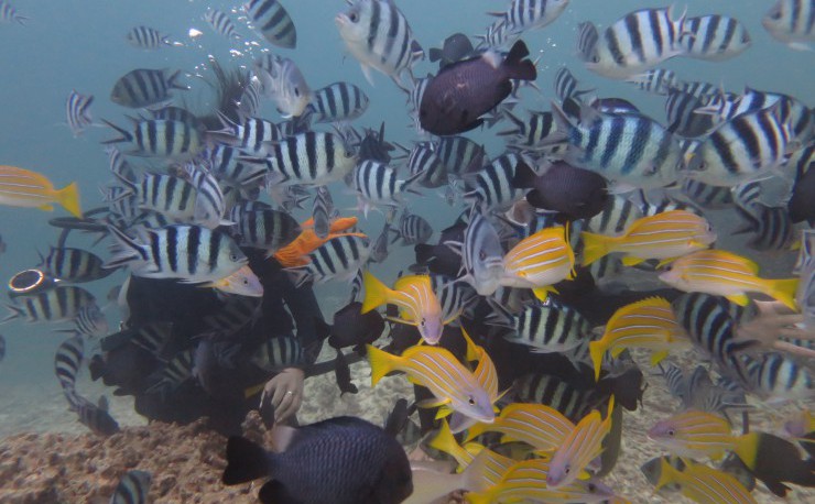 前も見えない程の熱烈な熱帯魚達の歓迎。