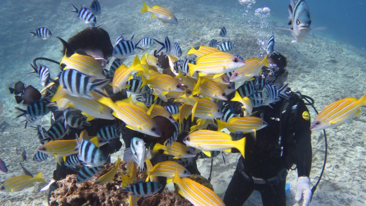 透明度抜群の海で魚に囲まれる