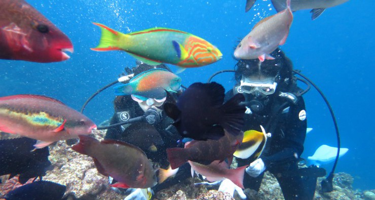 タイミング悪くお客様にカブリまくってる魚達