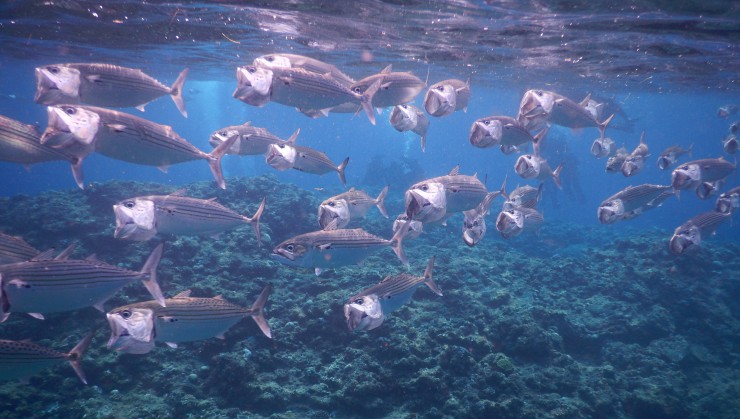 グルクマの群れ。体長40ｃｍ程のサバ科の魚達を真近に見ることが出来ます。