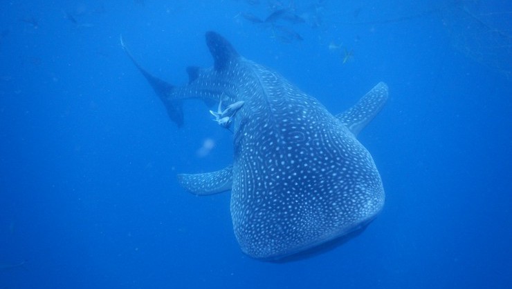 魚の中で世界最大の種「ジンベイザメ」