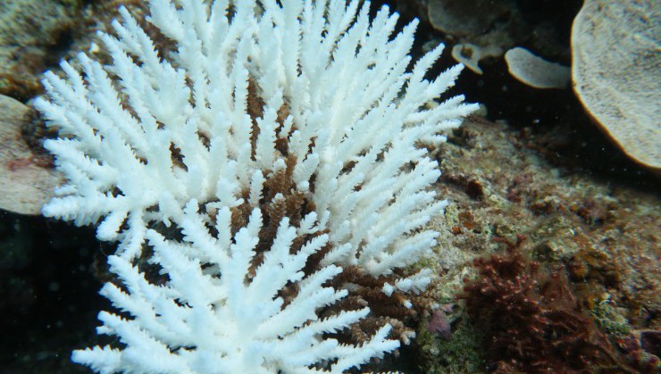 サンゴの白化現象（サンゴは植物ではなく動物ですが、自分では動くことが出来ません。そのため、生息している周辺の環境が悪化すればすぐにダメージを受けて白化してしまいます。世界問題にもなっています）