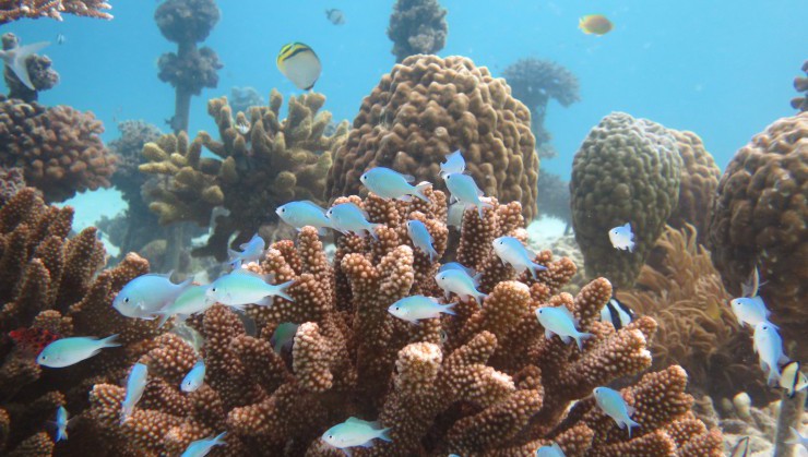 珊瑚の養殖場にて（美ら海体験ダイビングで使用するポイントです）