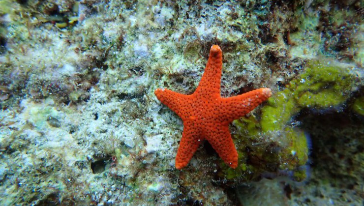 ★☆Starfish☆★