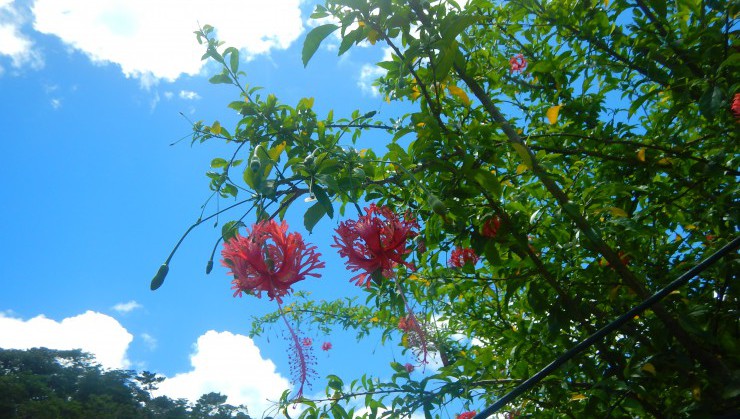 夏ですねぇ…（風鈴仏桑華）