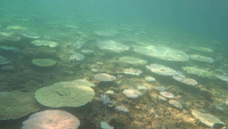 朝日を浴びる珊瑚