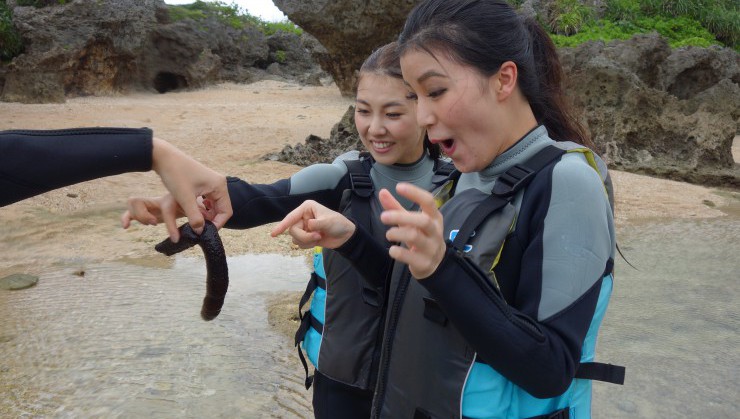 水族館みたいにいろんなナマコ、ヒトデがビーチでは触れちゃいます！