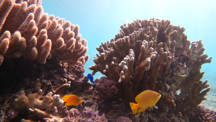 綺麗な珊瑚礁がお出迎えします！