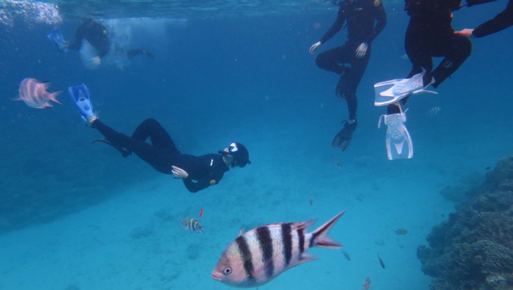 魚と競泳！？