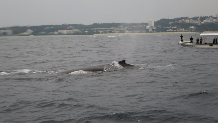 ツアーの帰りにクジラに遭遇!大迫力!!