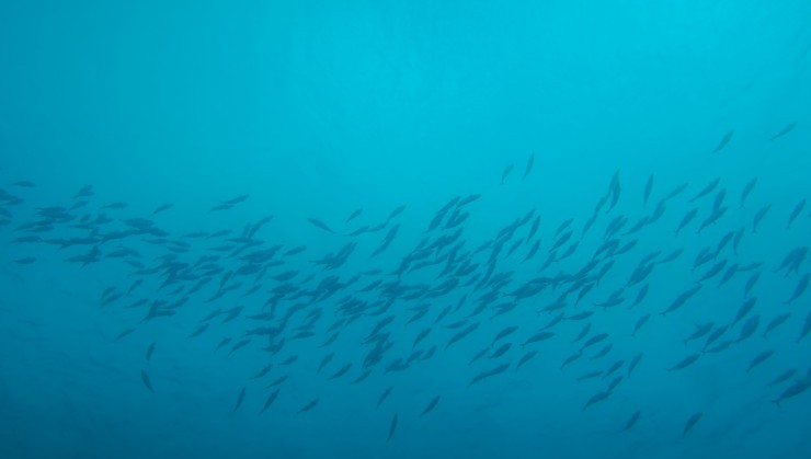 海に浸る