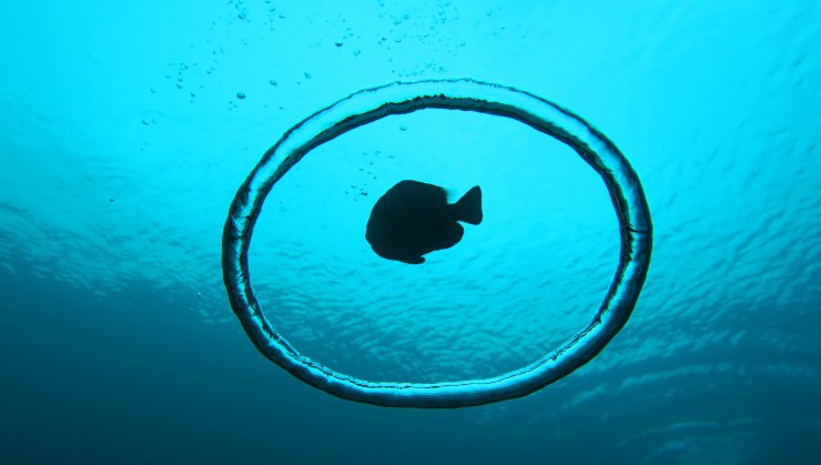 バブルリングと魚影が作り出す神秘的な空間