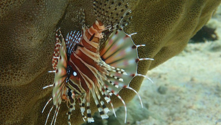 （キレイな魚ほど毒がある）