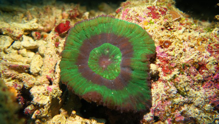 (海底に咲く花)