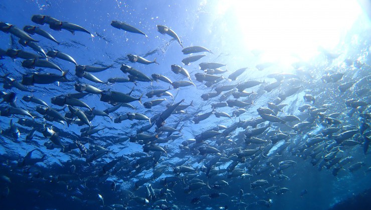 （海中に輝く魚影）