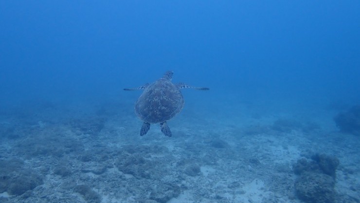 （海中をはばたく亀）