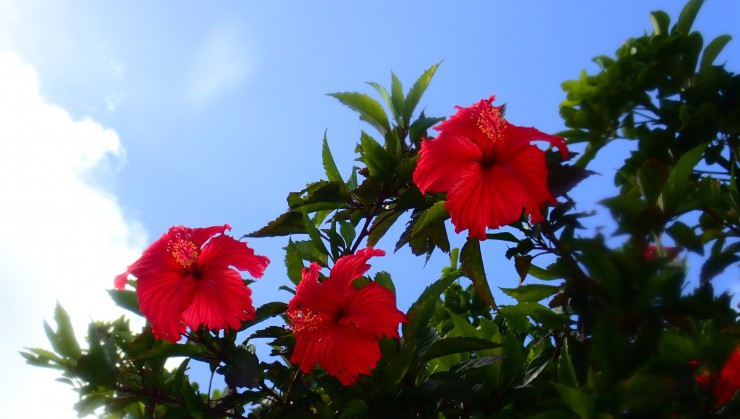 （2018夏 in OKINAWA）