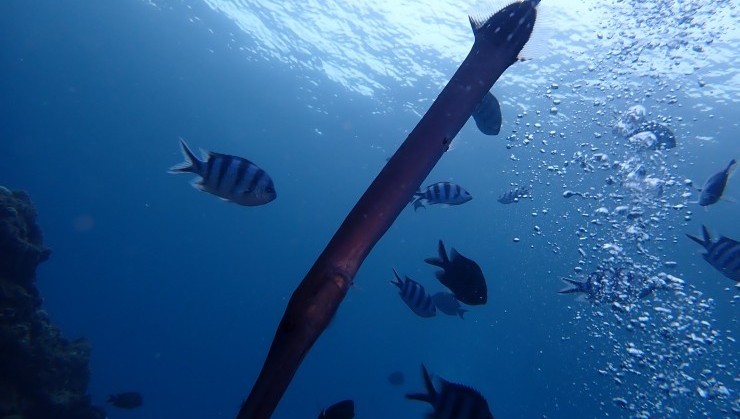 （浮遊生物）