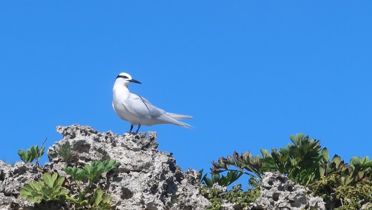 （海鳥の風格）