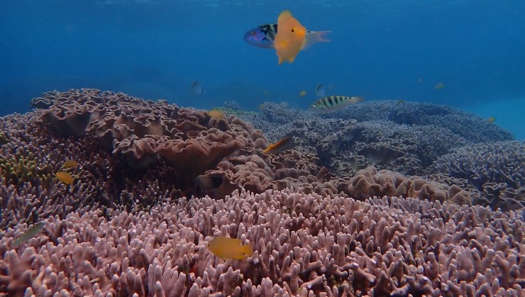 （フワフワ珊瑚と小さな住魚たち）