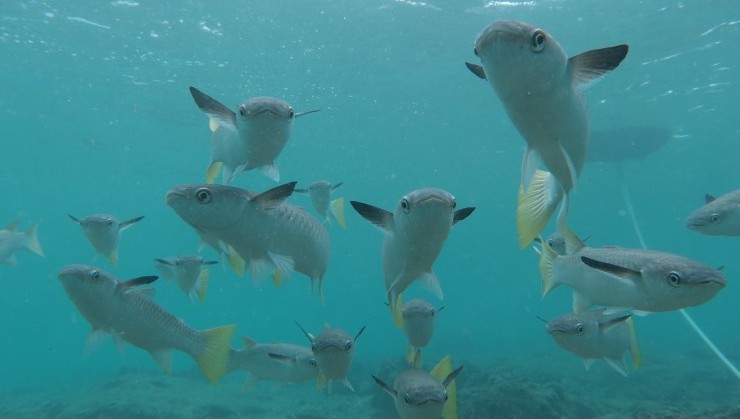 お腹すいてるお魚