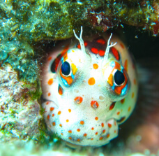 沖縄の海は黒潮の当たる透明度の高い海。